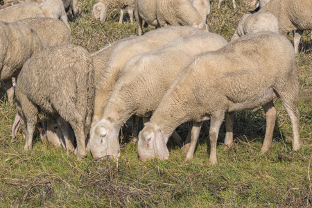 flock of sheep grazingの写真素材