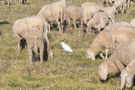 flock of sheep grazing with egret on the rumpの写真素材