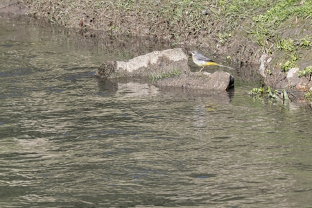 motacilla cinerea bird on riverの写真素材