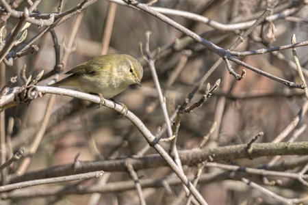 warbler bird on tree at parkの写真素材