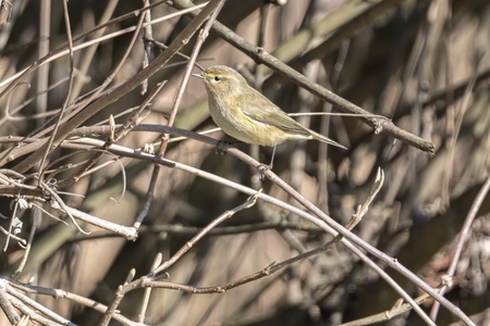 warbler bird on tree at parkの写真素材
