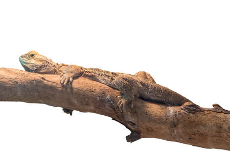 pogona vitticeps bearded dragonの写真素材