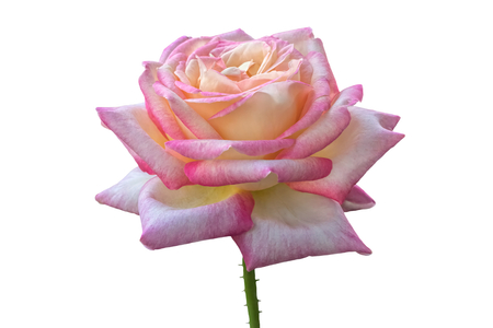 isolated rose for holidays on backgroundの写真素材