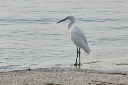 egret walking on lakeの写真素材
