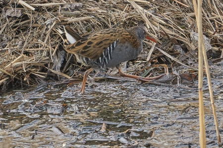 Water Rail bird, Rallus aquaticusの写真素材