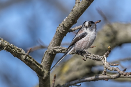 long tailed tit bird on treeの写真素材