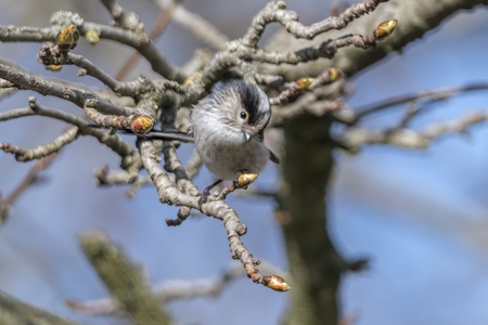 long tailed tit bird on treeの写真素材