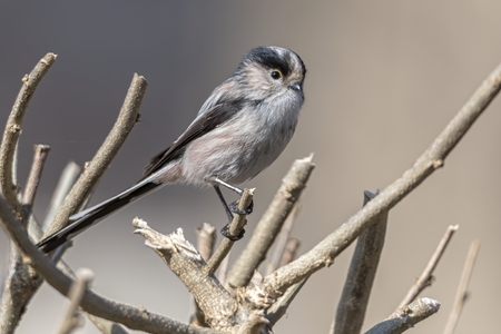 long tailed tit bird on treeの写真素材