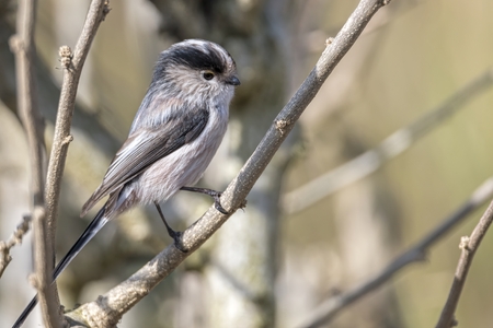 long tailed tit bird on treeの写真素材