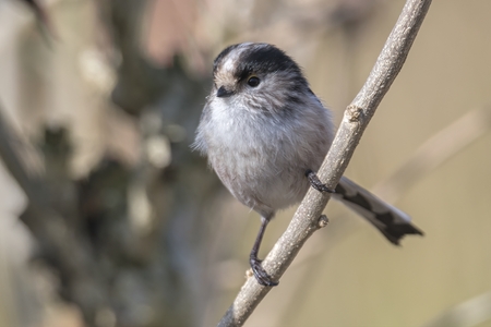 long tailed tit bird on treeの写真素材
