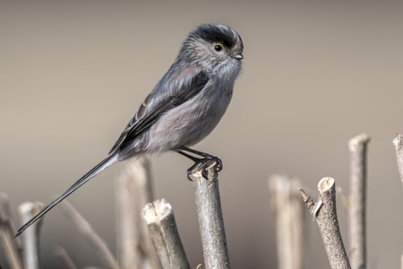 long tailed tit bird on treeの写真素材