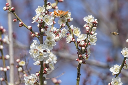 white flower on the tree in springの写真素材