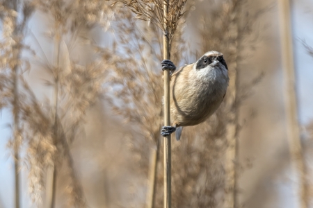 remiz pendulinus pendulum bird on reedの写真素材