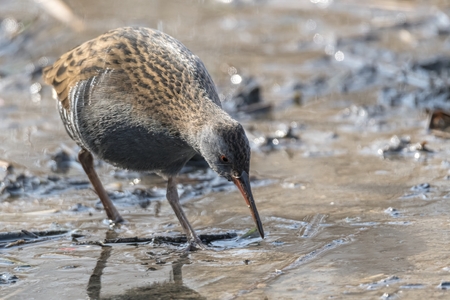 Water Rail bird, Rallus aquaticus eating dirtの写真素材