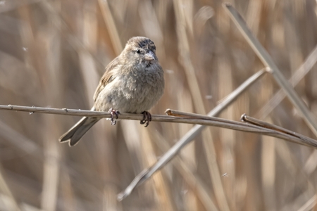 sparrow on reed at lakeの写真素材