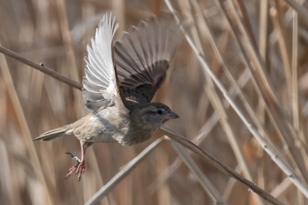 sparrow flying on reed at lakeの写真素材