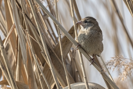 sparrow on reed at lakeの写真素材