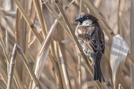 sparrow on reed at lakeの写真素材