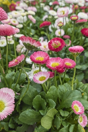 bellis perennis daisy pomponette flowerの写真素材