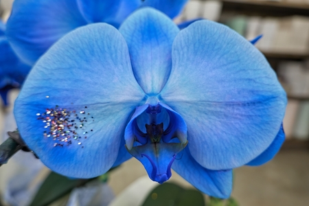 blue orchid with glitter for holidaysの写真素材