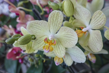 white orchid in bloom in the gardenの写真素材