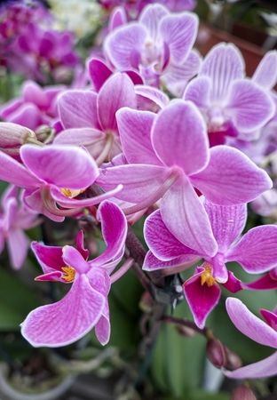 pink orchid in bloom in the gardenの写真素材