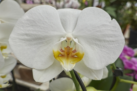 white orchid in bloom in the gardenの写真素材