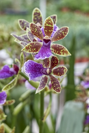 pink orchid in bloom in the gardenの写真素材