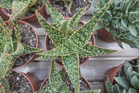 succulent plant in bloom in the vaseの写真素材