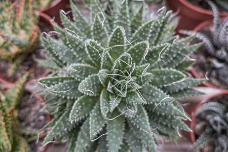 succulent plant in bloom in the vaseの写真素材