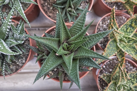 succulent plant in bloom in the vaseの写真素材