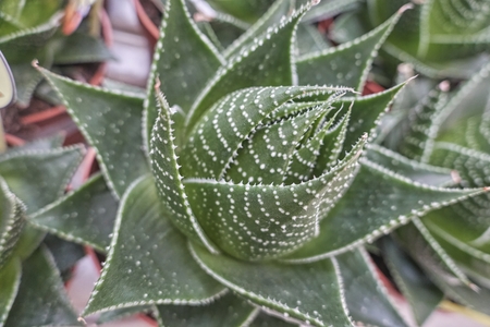 succulent plant in bloom in the vaseの写真素材