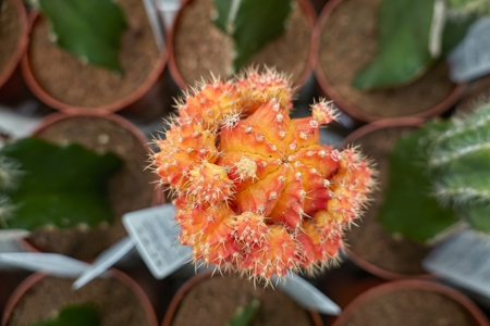 colorful succulent plant in bloom in the vaseの写真素材