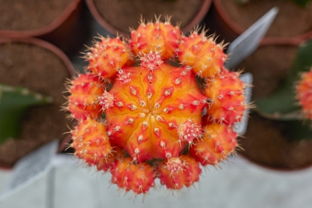 colorful succulent plant in bloom in the vaseの写真素材