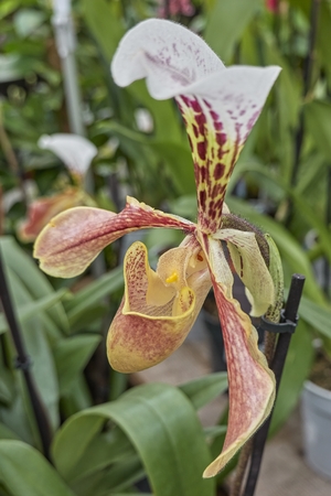 colorful orchid in bloom in the gardenの写真素材