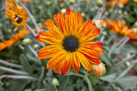 orange yellow gerbera daisy in the vaseの写真素材
