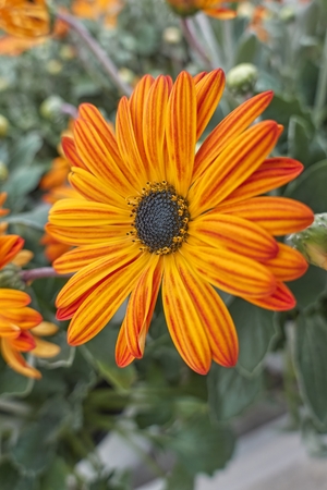 orange yellow gerbera daisy in the vaseの写真素材