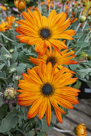 orange yellow gerbera daisy in the vaseの写真素材