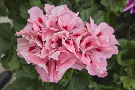 geranium in bloom in the gardenの写真素材