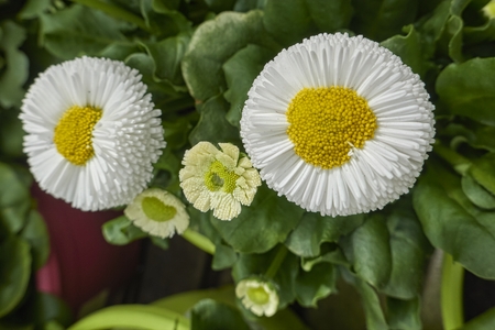bellis perennis daisy pomponette flowerの写真素材
