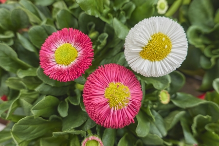 bellis perennis daisy pomponette flowerの写真素材