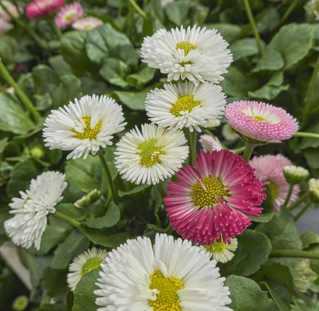 bellis perennis daisy pomponette flowerの写真素材