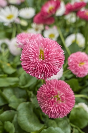 bellis perennis daisy pomponette flowerの写真素材