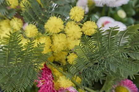 yellow mimosa in bloomの写真素材