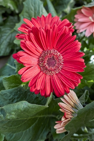 red gerbera daisy in the vaseの写真素材