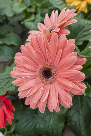 pink gerbera daisy in the vaseの写真素材