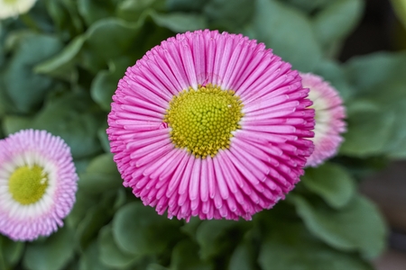 bellis perennis daisy pomponette flowerの写真素材