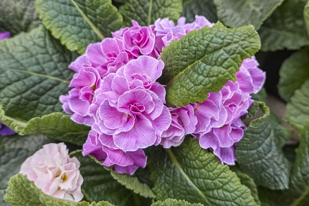 colorful primroses in spring seasonの写真素材