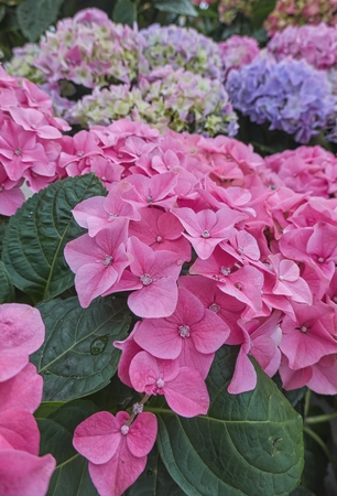hydrangea in bloom in spring