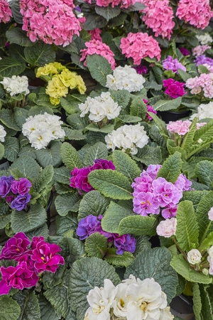 colorful primroses in spring seasonの写真素材